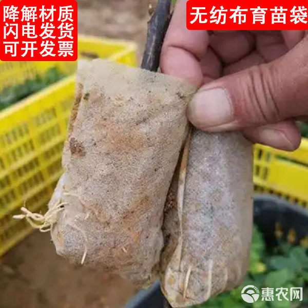 广东育苗袋采购指南 白色无纺布降解袋规格大全与使用技巧