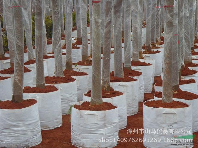 福建漳州大量供应无纺布种植袋 进出口美植袋 营养袋育苗袋45*35加厚