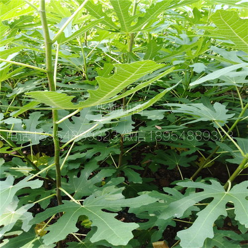 耐旱无花果品种价格与育苗袋选择指南